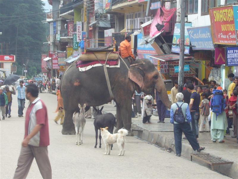 A common sight on the streets of Manali.